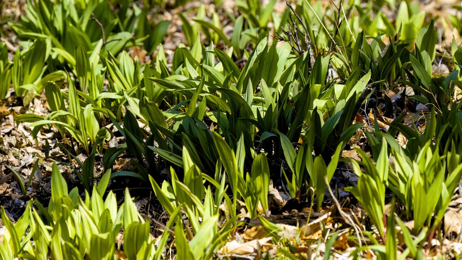 A field of broad, smooth, bright green leaves growing densely out of the earth on a forest floor.