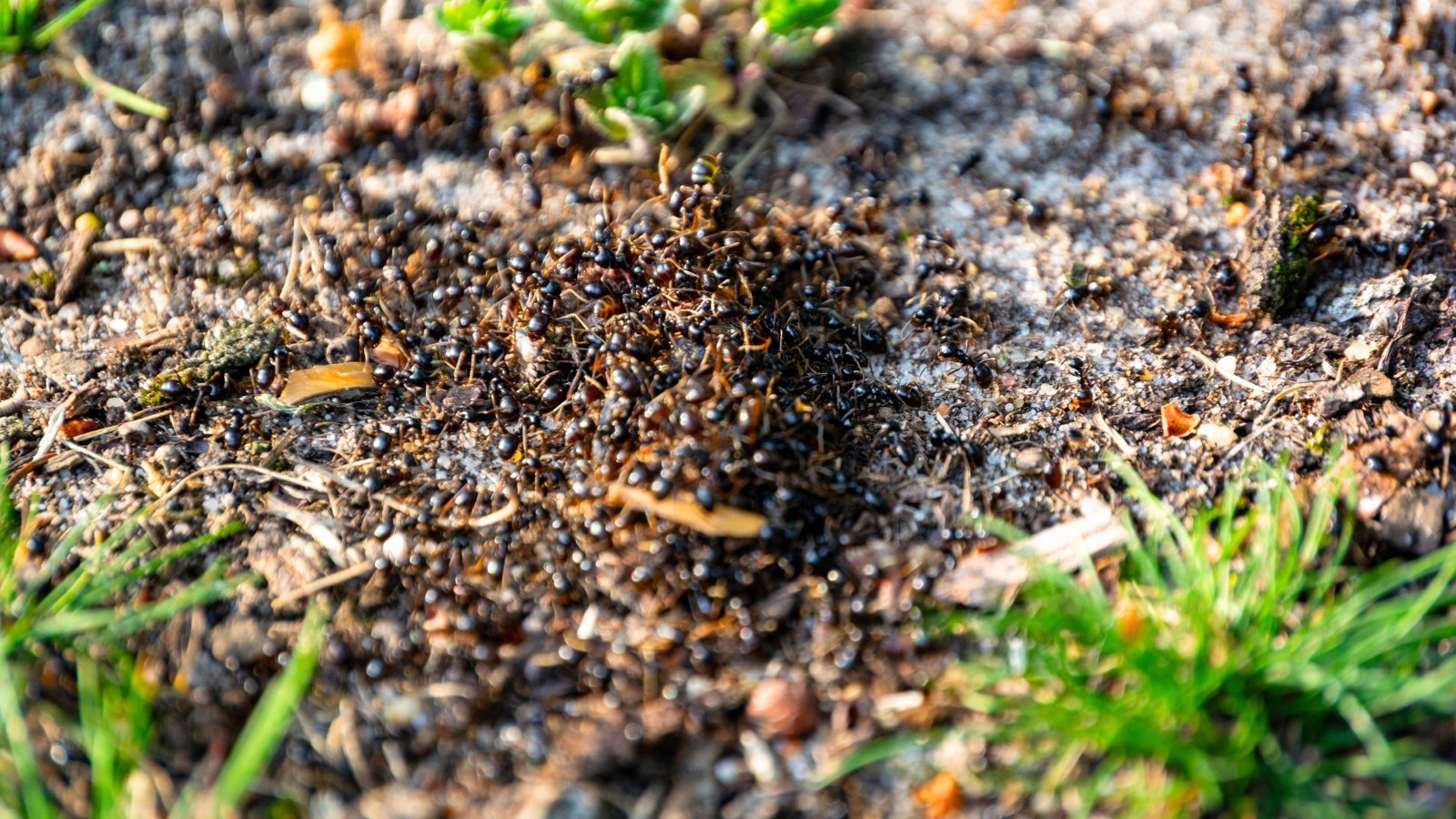 Close-up of an ant colony entrance in the soil, showing a small round opening surrounded by loose, freshly excavated earth.