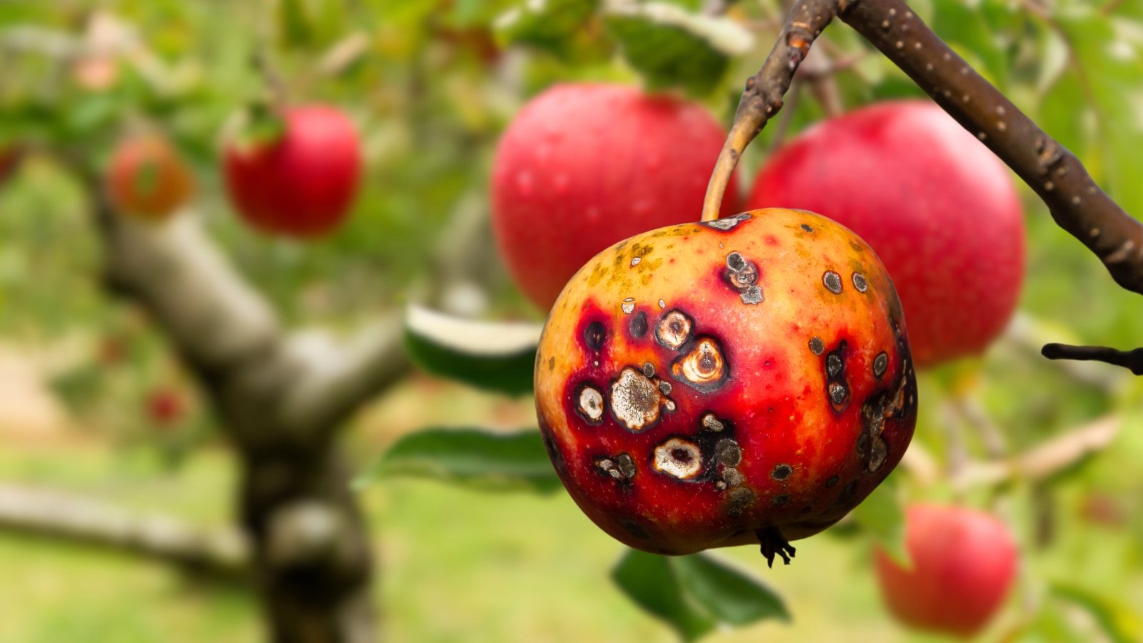 Apple fruits hanging on the branch showing dark, rough, scabby lesions caused by apple scab disease.