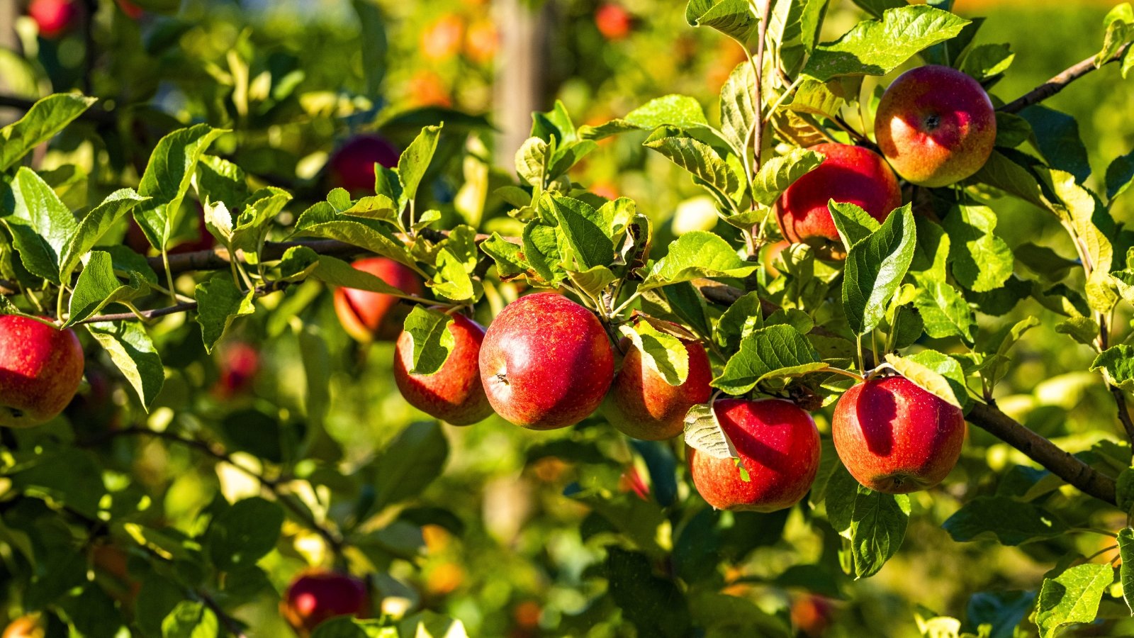 A cluster of round, red-blushed fruits hangs from a leafy branch, illuminated by bright sunlight outdoors