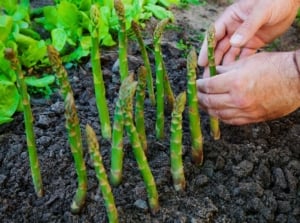 A hand gently touches a group of slender, vertical green shoots with scaly tips growing out of dark, rich soil, part of list of perennial vegetables