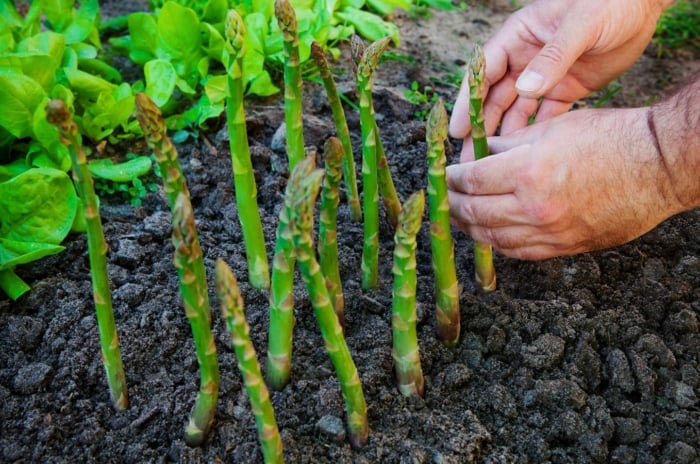 A hand gently touches a group of slender, vertical green shoots with scaly tips growing out of dark, rich soil, part of list of perennial vegetables