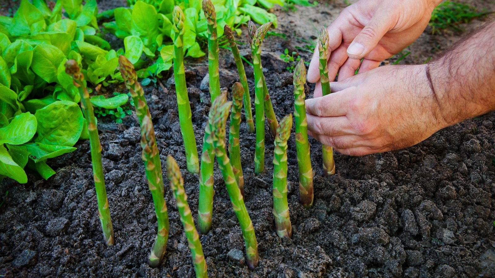 A hand gently touches a group of slender, vertical green shoots with scaly tips growing out of dark, rich soil.