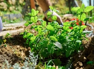 Close-up of a gardener’s gloved hands planting a small mint seedling with upright stems and oval, slightly rough green leaves with serrated edges in an autumn herb garden.