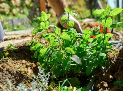 Close-up of a gardener’s gloved hands planting a small mint seedling with upright stems and oval, slightly rough green leaves with serrated edges in an autumn herb garden.