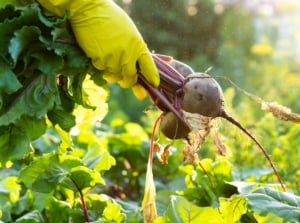 Gardener holds freshly harvested round, reddish-purple beets with green tops over the garden bed, ideal for a beginner’s vegetable harvest.
