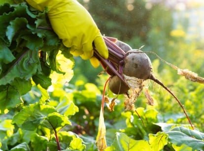 Gardener holds freshly harvested round, reddish-purple beets with green tops over the garden bed, ideal for a beginner’s vegetable harvest.