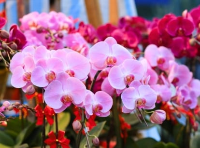 A vibrant display of densely packed flowers with broad, delicate petals, featuring shades of light pink and deep magenta with spotted patterns in the center, often considered among the best flowers for allergies.
