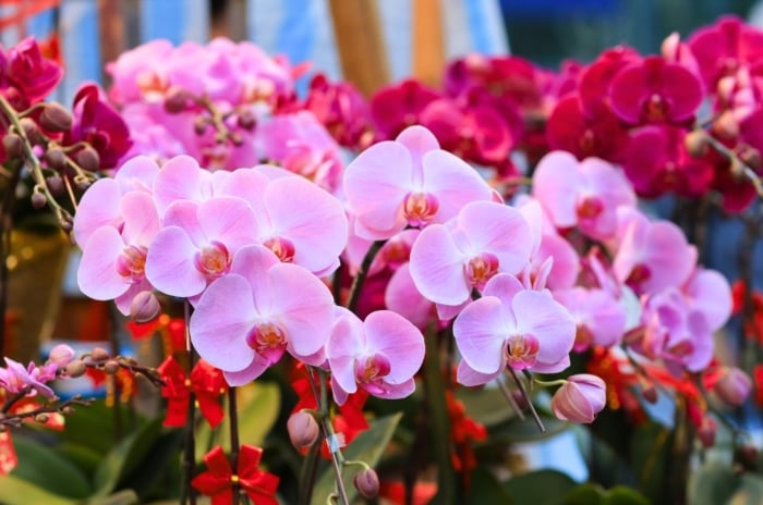 A vibrant display of densely packed flowers with broad, delicate petals, featuring shades of light pink and deep magenta with spotted patterns in the center, often considered among the best flowers for allergies.