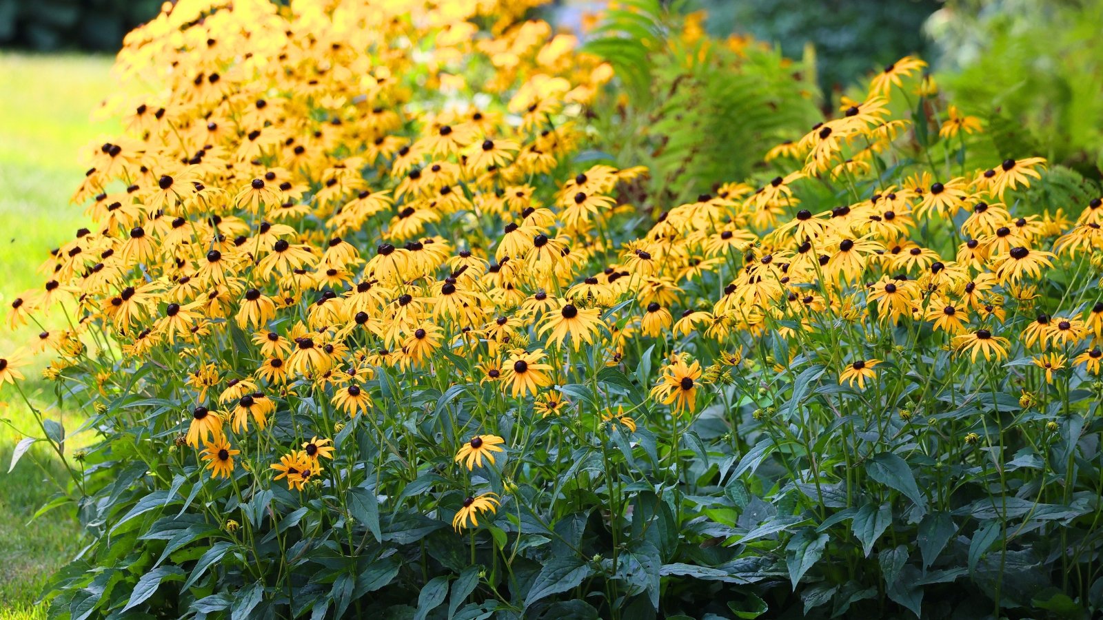 Dense clusters of blooming black-eyed Susan plants with bright yellow petals, dark brown centers, slender green stems, and lance-shaped leaves.