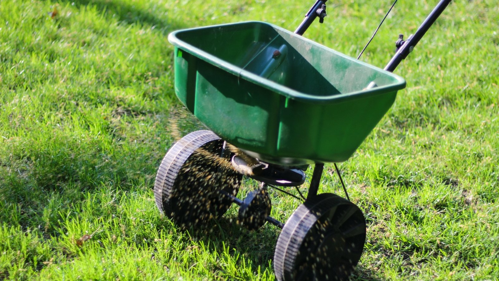A green push seeder moves across the soil, evenly dispensing tiny seeds over a garden bed.