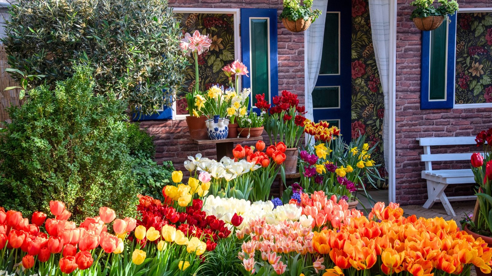 Various blooming bulbous spring flowers, including tulips, daffodils, and amaryllis, growing in containers and front garden beds.