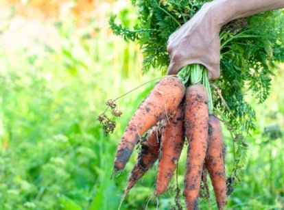A gardener’s hand holds a bunch of freshly picked carrots with smooth, tapered orange roots and long, feathery green leaves attached, showing growing carrots desert climate