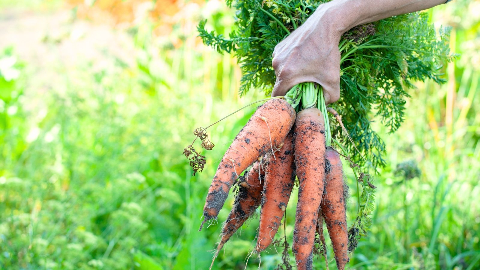 A gardenerβs hand holds a bunch of freshly picked carrots with smooth, tapered orange roots and long, feathery green leaves attached.