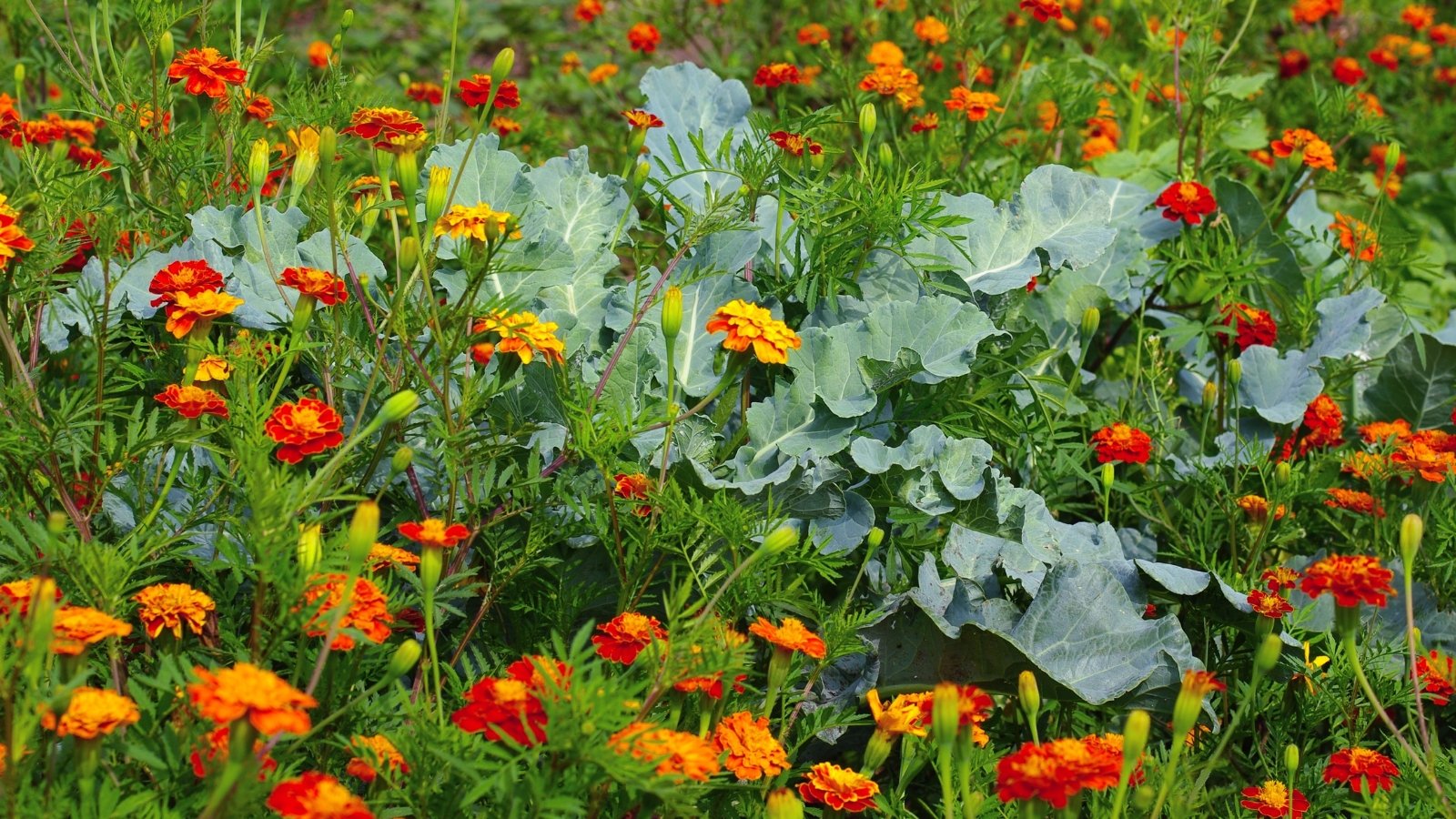 A lush cabbage surrounded by numerous bright orange and yellow marigold flowers in full bloom.