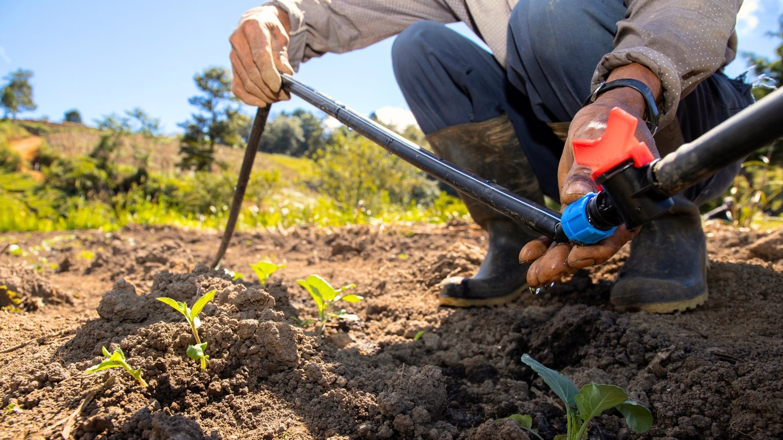 A male gardener inspects a drip irrigation system, holding a long black hose above a garden bed.