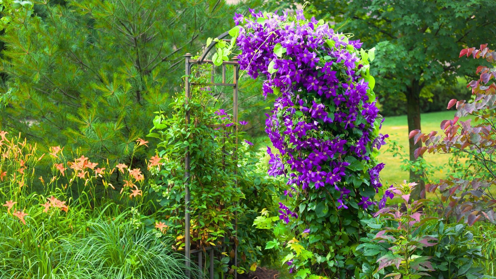 Purple clematis with large, velvety petals and yellow centers climbs gracefully over an arbor in a lush flowering garden.
