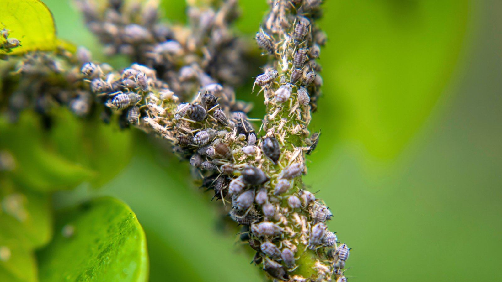 Close-up of a plant stem infested with a dense colony of black aphids clustered tightly along the surface.