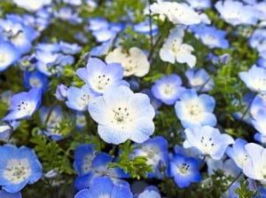 A thick bed of small, light blue blossoms with a white center and dark spots, grown from cool-weather annual seeds, creating a ground cover of flowers and delicate leaves.