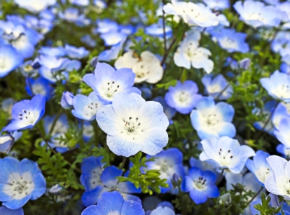 A thick bed of small, light blue blossoms with a white center and dark spots, grown from cool-weather annual seeds, creating a ground cover of flowers and delicate leaves.