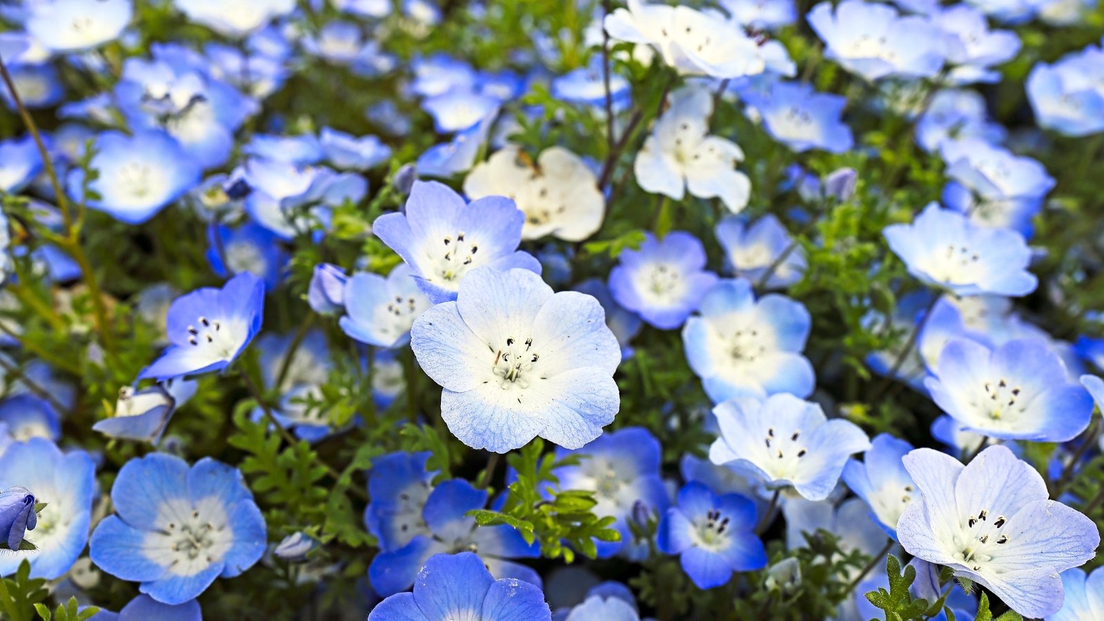 A thick bed of small, light blue blossoms with a white center and dark spots, grown from cool-weather annual seeds, creating a ground cover of flowers and delicate leaves.
