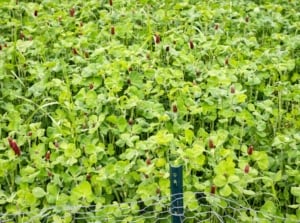 Crimson clover with bright red flower spikes and lush green trifoliate leaves grows densely on annual beds, enriching the soil.