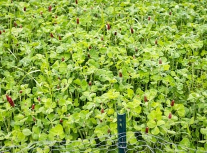 Crimson clover with bright red flower spikes and lush green trifoliate leaves grows densely on annual beds, enriching the soil.