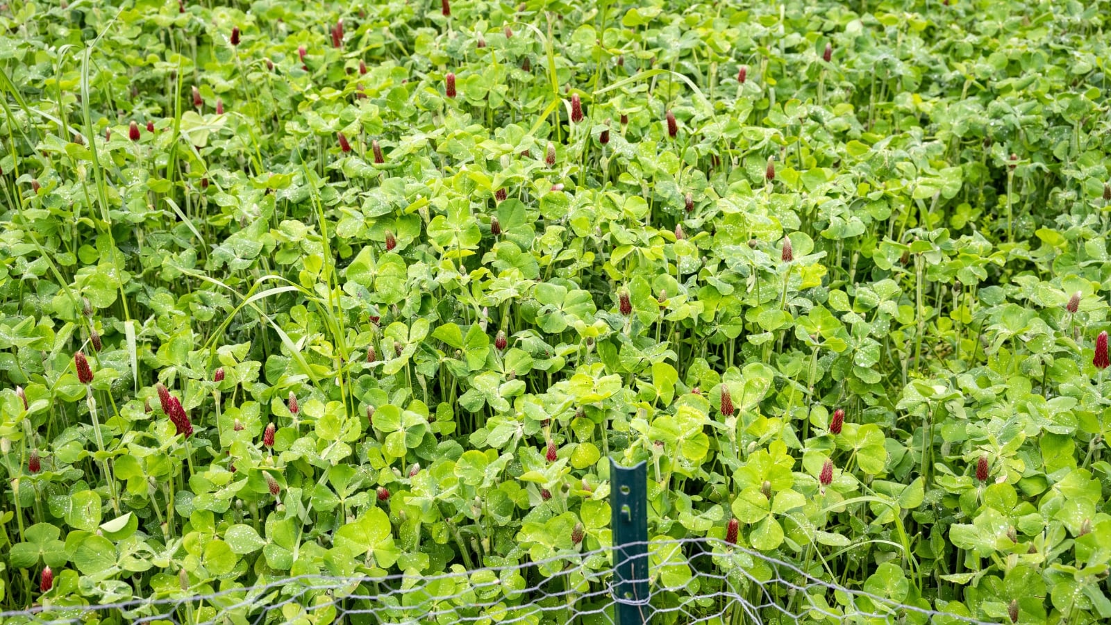 Crimson clover with bright red flower spikes and lush green trifoliate leaves grows densely on annual beds, enriching the soil.