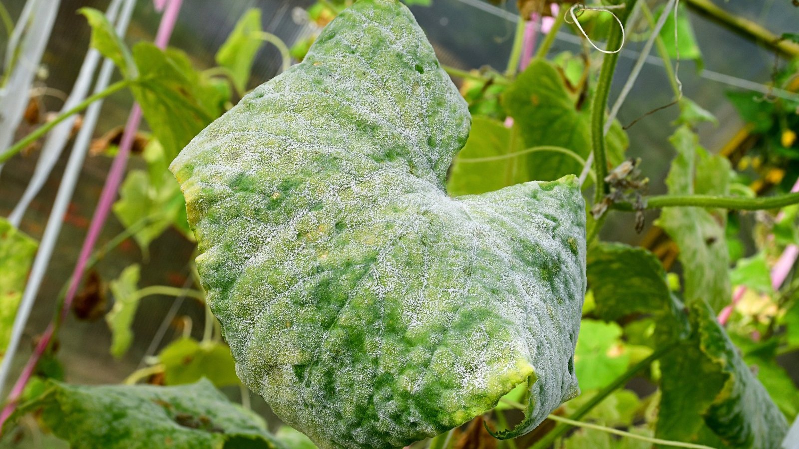 A close-up of a cucumber leaf covered with white powdery mildew, showing yellowing and curling along its textured green surface.