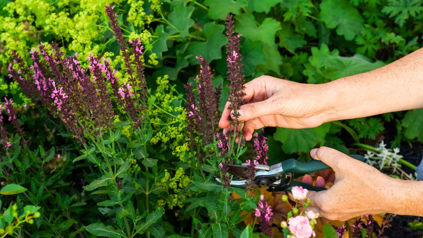 A woman’s hands holding pruning shears cutting faded purple Salvia blooms amid lush green foliage in a summer perennial garden.