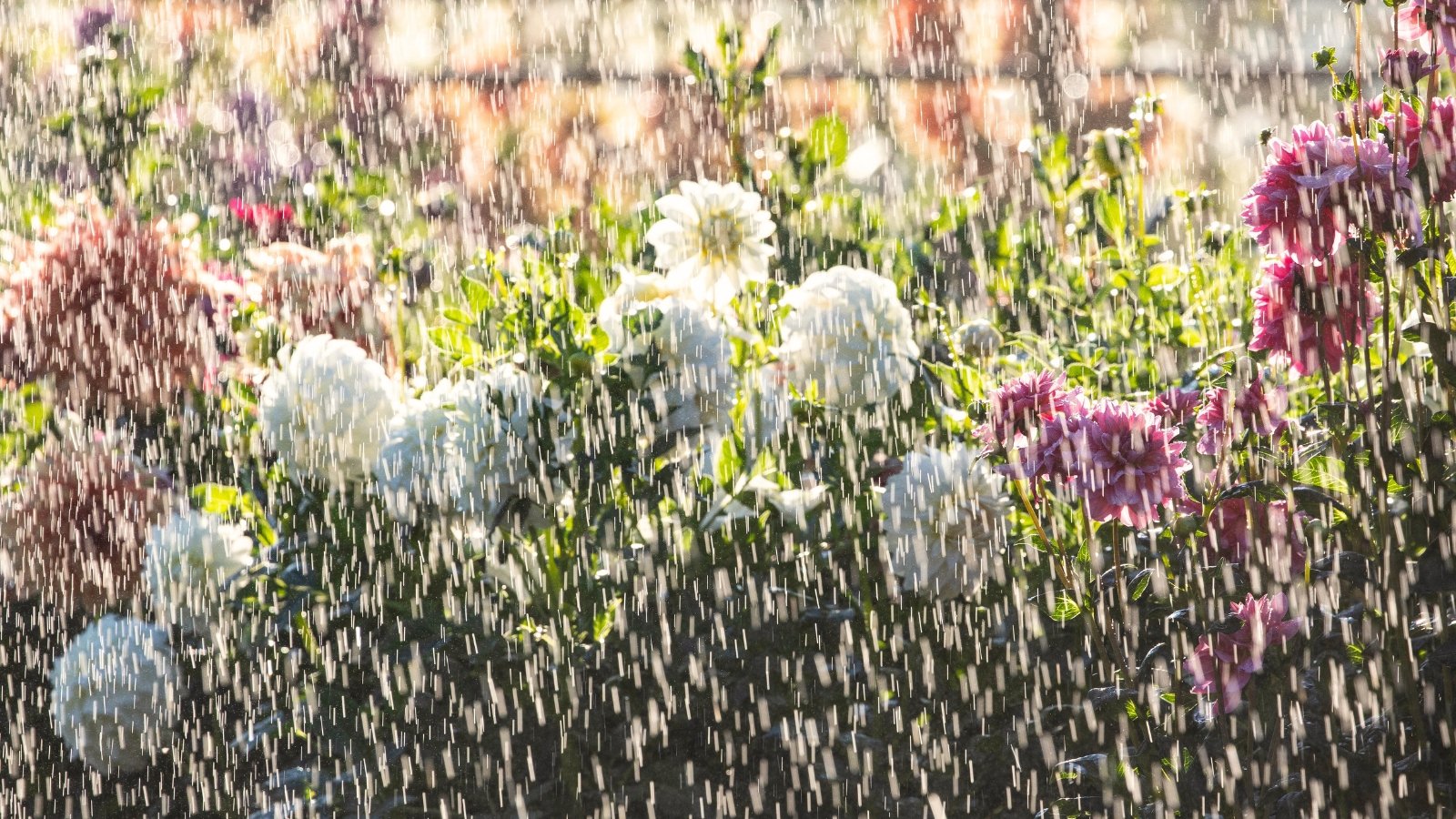 A field of blooming dahlias with vibrant flowers glistens as rain falls gently over the colorful plants.