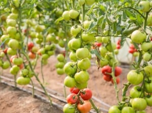 Rows of defoliated tomato plants with bare stems and sparse foliage, showing clusters of ripening red and green fruits in a garden bed.