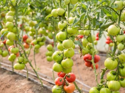 Rows of defoliated tomato plants with bare stems and sparse foliage, showing clusters of ripening red and green fruits in a garden bed.