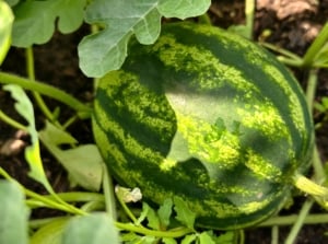 Large, oval green-striped fruit resting on thick, trailing stems, surrounded by broad, lobed leaves with slightly serrated edges, an example of one of the difficult-to-grow vegetables.