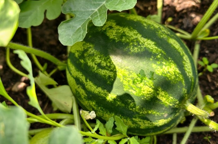 Large, oval green-striped fruit resting on thick, trailing stems, surrounded by broad, lobed leaves with slightly serrated edges, an example of one of the difficult-to-grow vegetables.