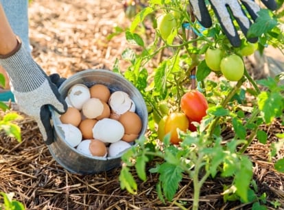 A gardener in grey gloves holds a bucket of eggshells near a tomato plant with ripe orange and red fruits, debunking DIY fertilizer myths.