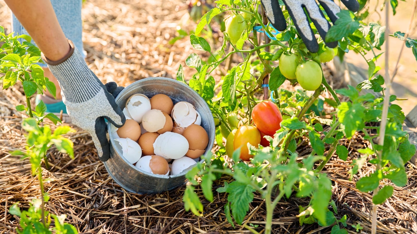 A gardener in grey gloves holds a bucket of eggshells near a tomato plant with ripe orange and red fruits, debunking DIY fertilizer myths.