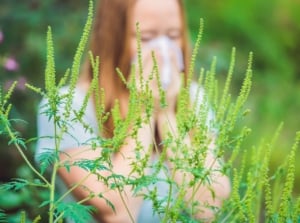 A woman sneezing in front of a ragweed plant with deeply lobed leaves and upright spikes of tiny green flowers, which should not be planted if prone to allergies.