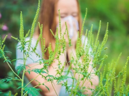 A woman sneezing in front of a ragweed plant with deeply lobed leaves and upright spikes of tiny green flowers, which should not be planted if prone to allergies.