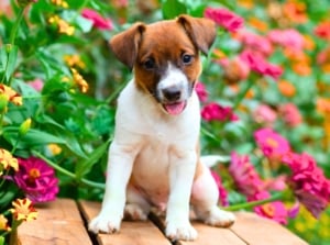 A small dog with white and brown fur sits in front of a colorful mix of pink, orange, and yellow ruffled flowers with bright petals showing a garden with plants that are resistant to dog pee.