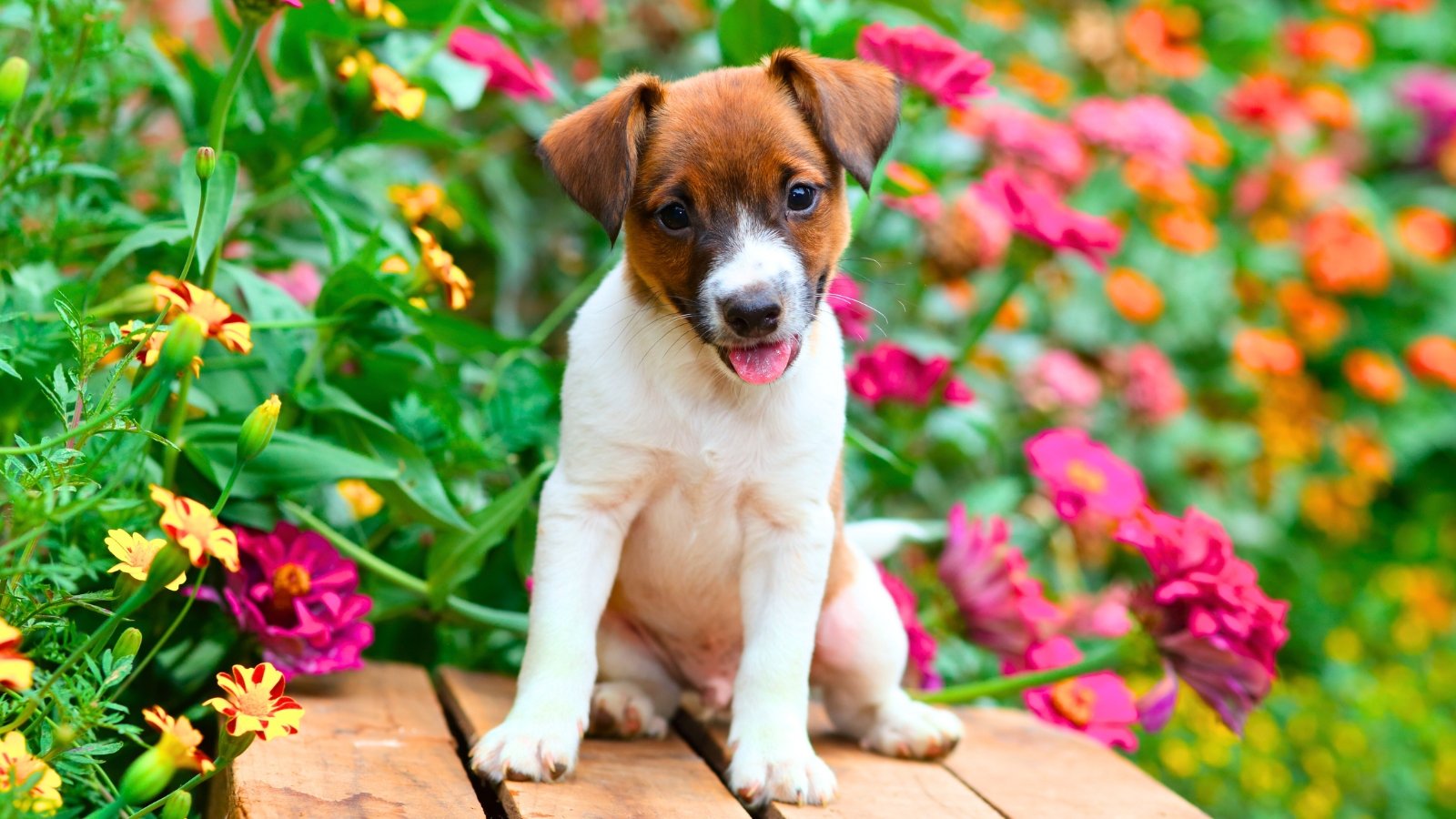 A small dog with white and brown fur sits in front of a colorful mix of pink, orange, and yellow ruffled flowers with bright petals showing a garden with plants that are resistant to dog pee.