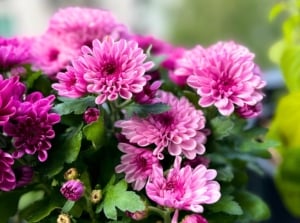 Rounded, full blossoms with layered pink and magenta petals adding vibrant color to a dry garden.