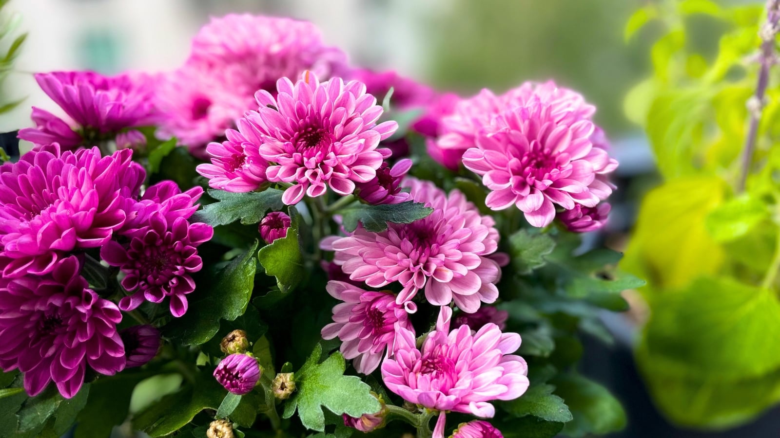 Rounded, full blossoms with layered pink and magenta petals adding vibrant color to a dry garden.