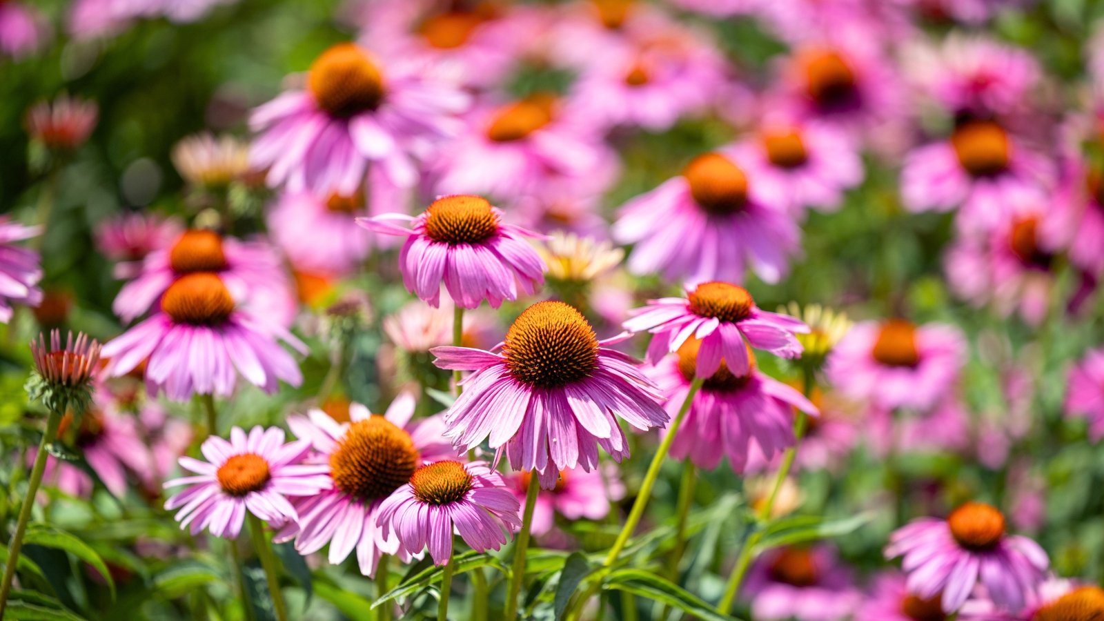 A field of daisy-like pink-purple flowers with drooping petals and spiky, brown-orange cone centers.