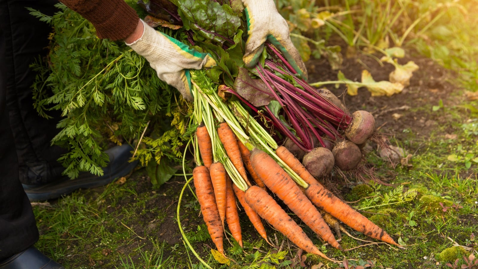 Gloved hands hold a large bundle of orange root vegetables and a smaller bunch of dark red ones, freshly harvested from edible shade plants with vibrant leafy green tops.