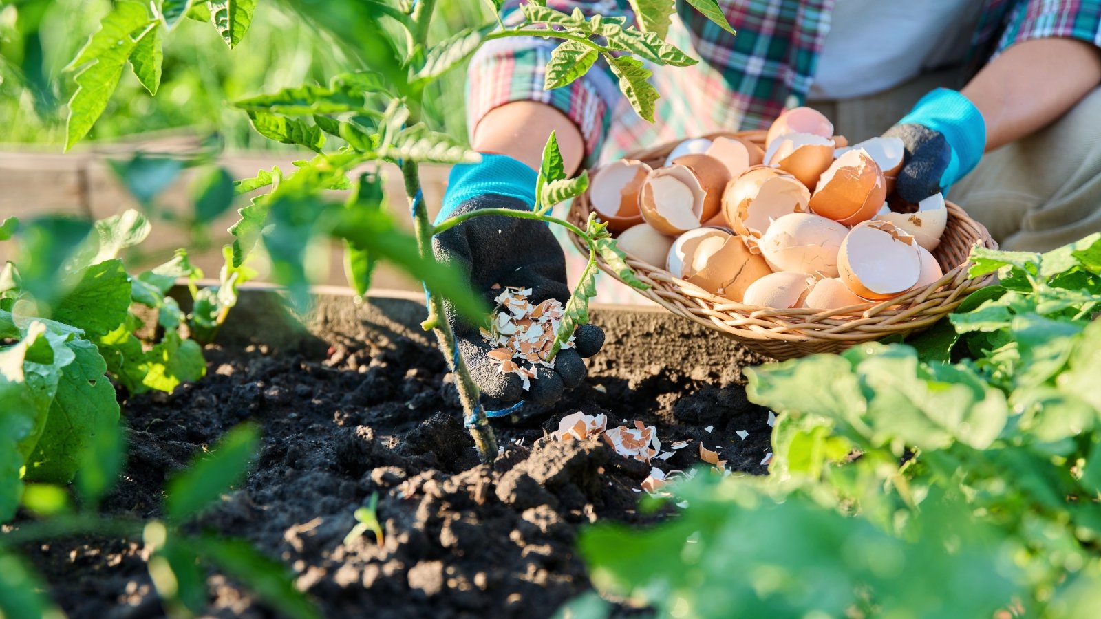A woman wearing gloves sprinkles crushed eggshells around young tomato plants, holding a wicker basket filled with shells.