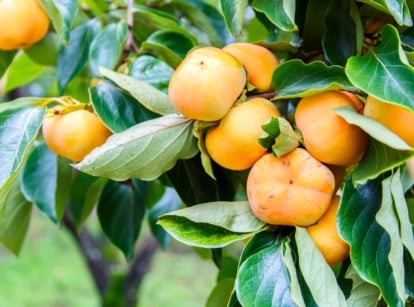 Persimmon tree with glossy green leaves and ripening orange fruits, a tree that needs extra water in summer.