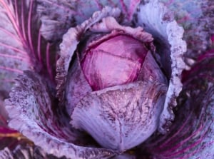 A round head of purple and blue leaves, partially enclosed by large, waxy outer leaves with purple veins, is a classic example of fall cabbage varieties.