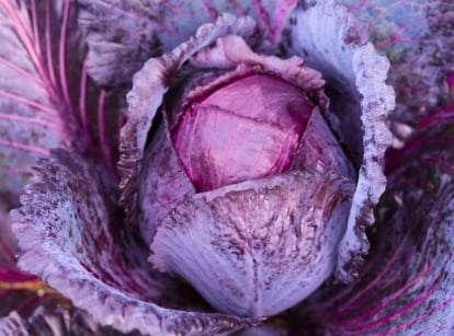 A round head of purple and blue leaves, partially enclosed by large, waxy outer leaves with purple veins, is a classic example of fall cabbage varieties.