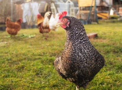 Multiple fall garden chickens scattered on the lawn that appear green under the warm sunlight